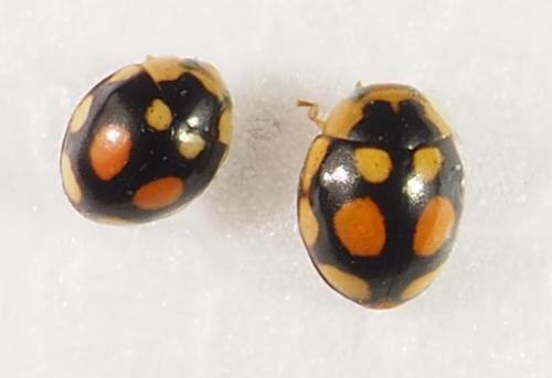 Réf. 311 403 : Hyperaspis divaricata
